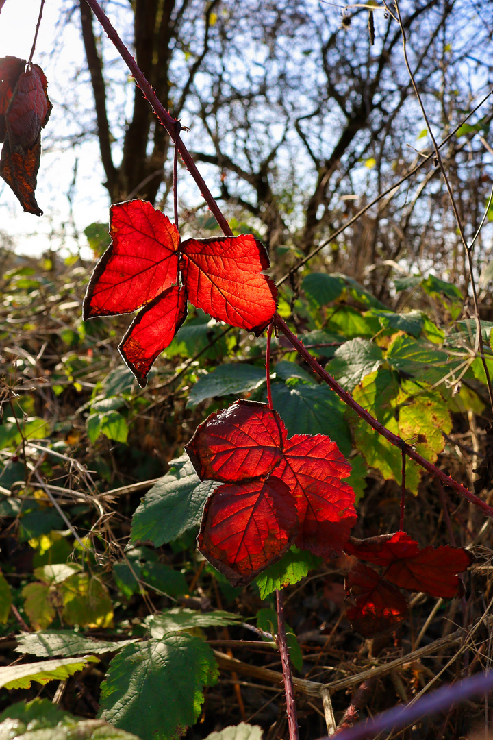 Wen der Herbst rot leuchtet