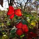 Wen der Herbst rot leuchtet