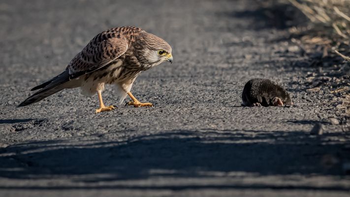 Wen haben wir denn da?