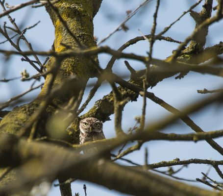 Wen haben wir denn da im Kirschbaum ?