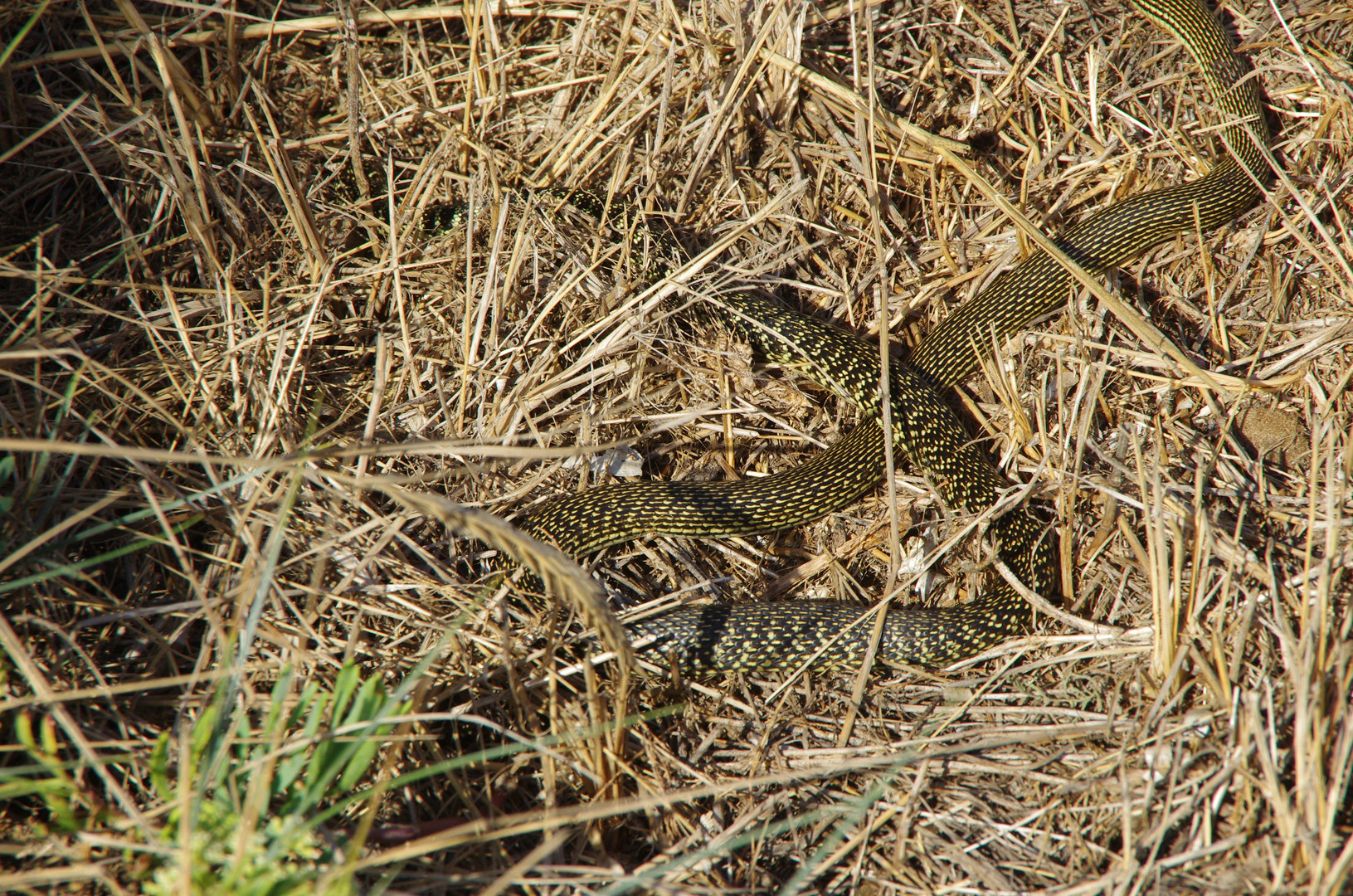 Wen haben wir denn hier???Gelbgrune Zornnatter, Hierophis Viridiflavus