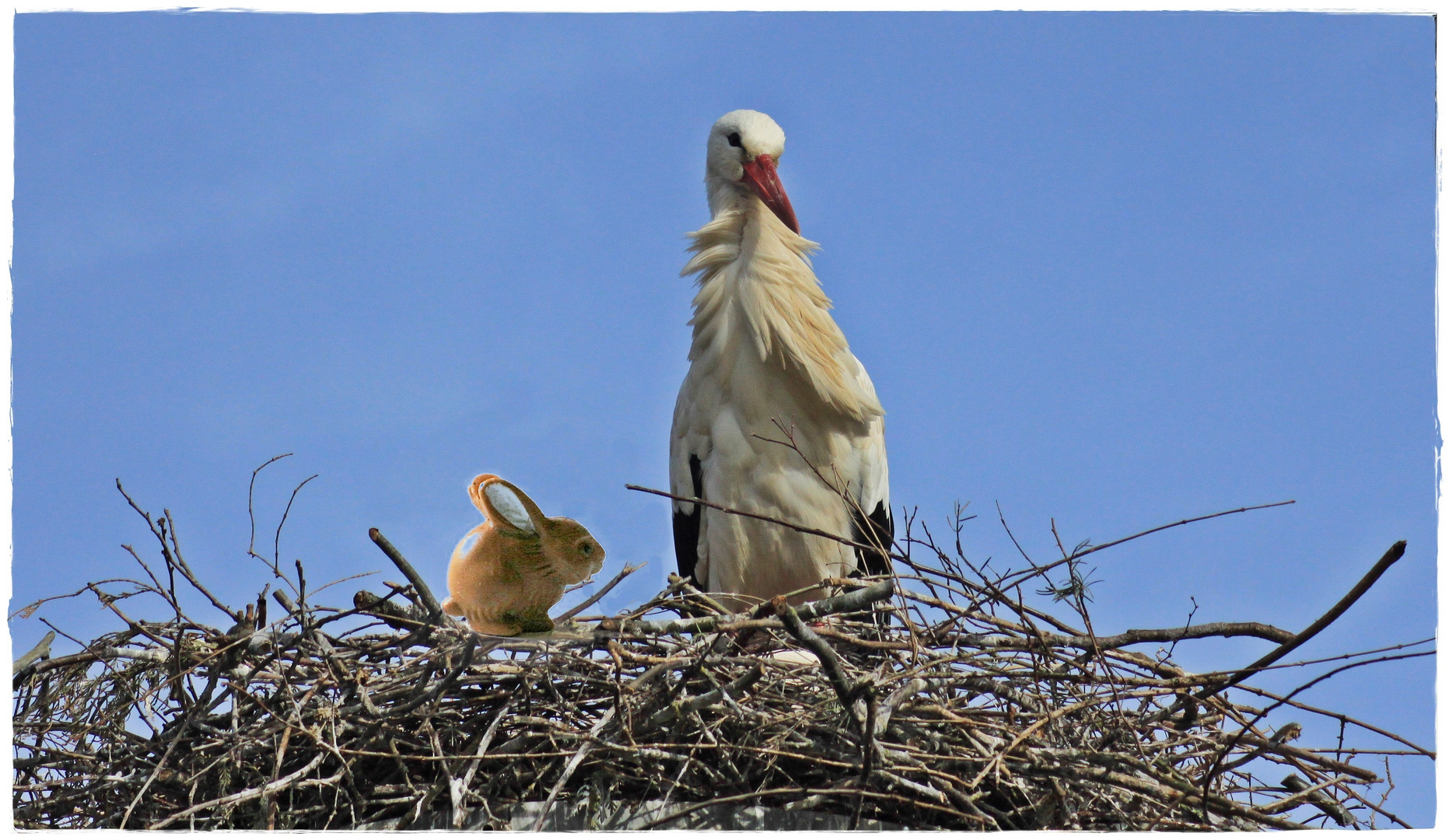 " Wen hast DU mir denn da ins Nest gesetzt ?"