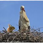 " Wen hast DU mir denn da ins Nest gesetzt ?"