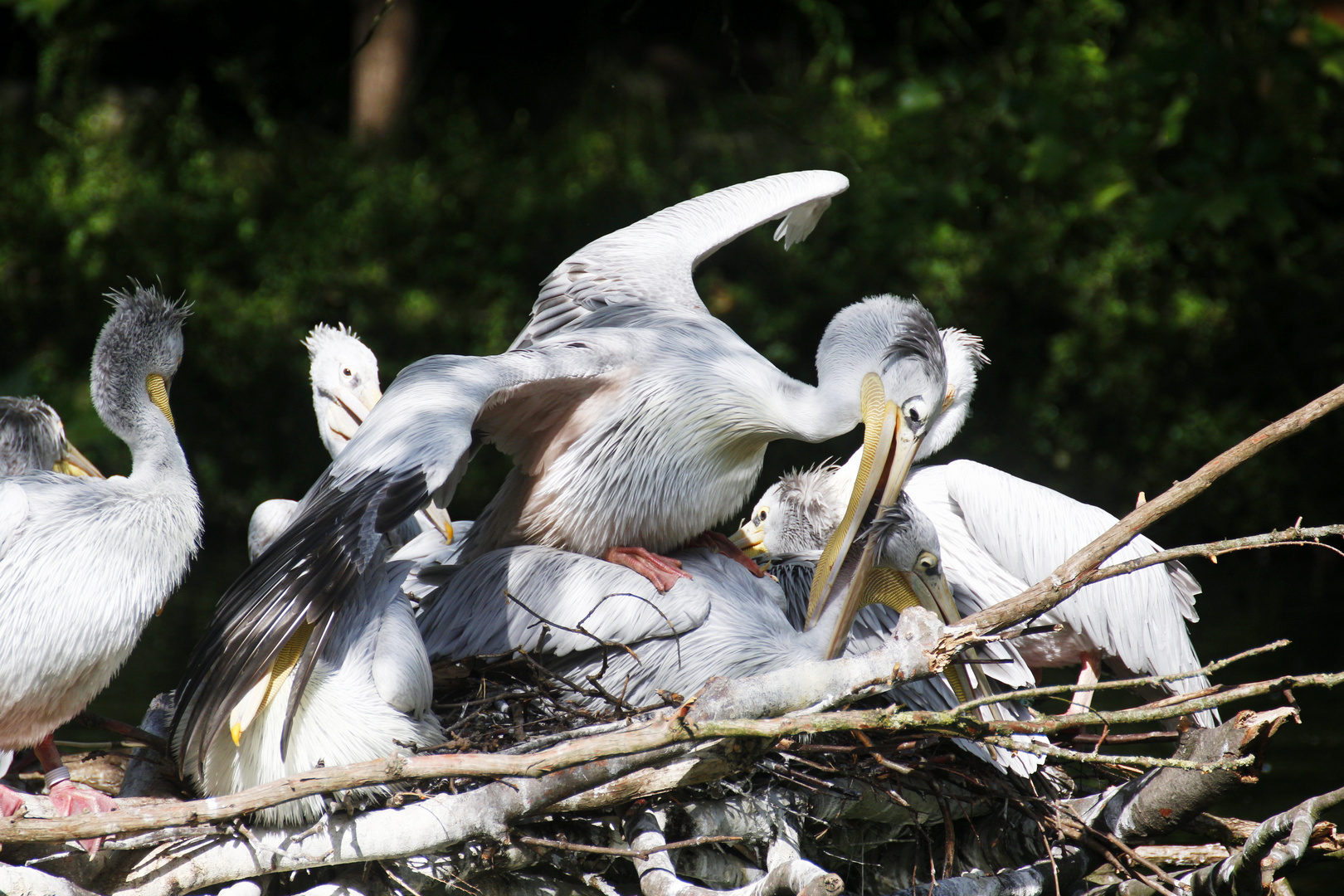 wen Vögel vögeln