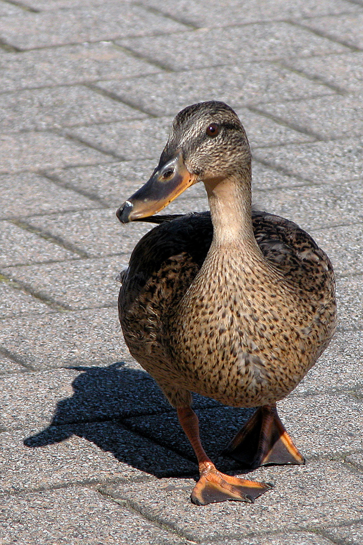 Wende Dein Gesicht der Sonne zu