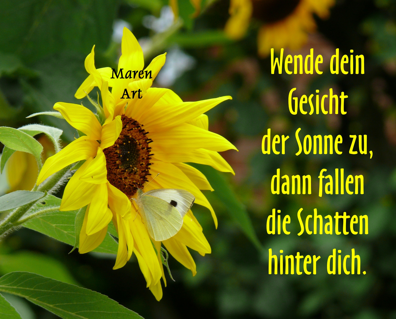 Wende dein Gesicht der Sonne zu.... Foto & Bild karten und kalender