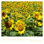 Wende dein Gesicht der Sonne zu