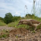 Wendehals auf Nahrungssuche