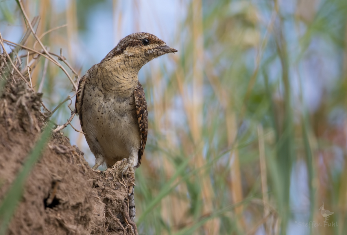 Wendehals - endlich ein Jugvogel aus passender Perspektive