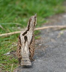 Wendehals "im Dienst" ;-)