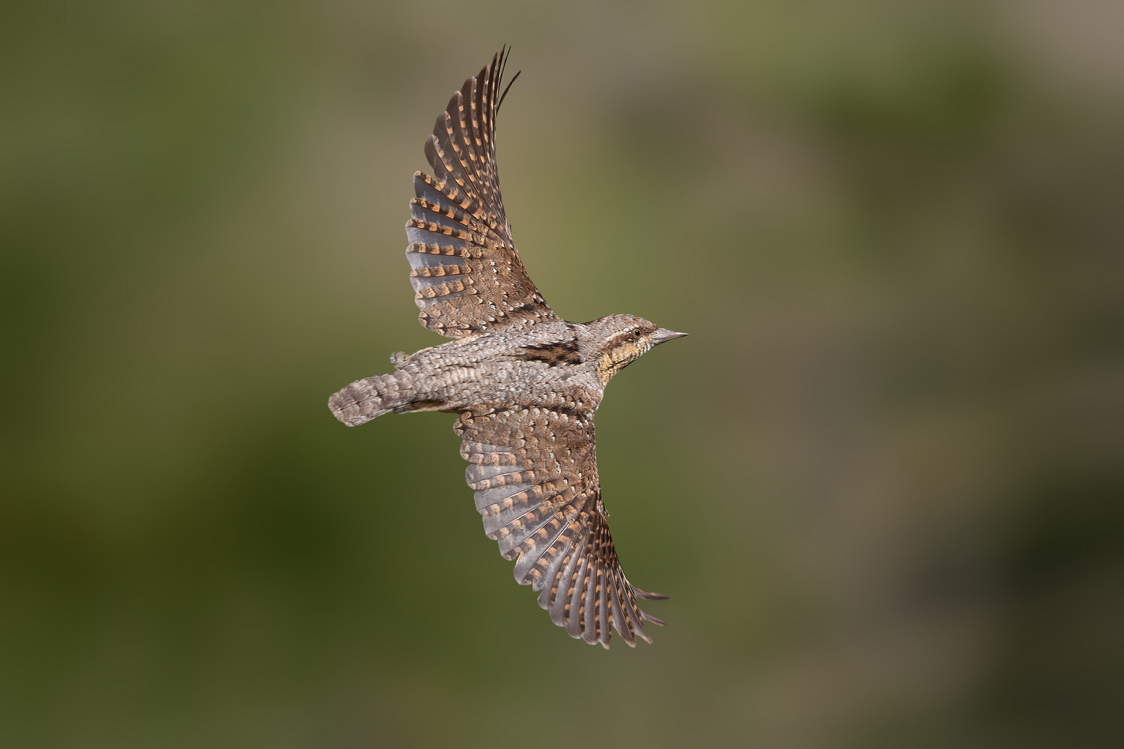 Wendehals im Flug