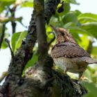 Wendehals (Jynx torquilla)