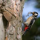  Wendehals  (Jynx torquilla) gegen Buntspecht - Fortsetzung - 