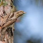  Wendehals (Jynx torquilla) - Tarnkünstler