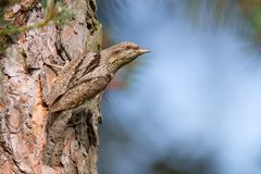  Wendehals (Jynx torquilla) - Tarnkünstler