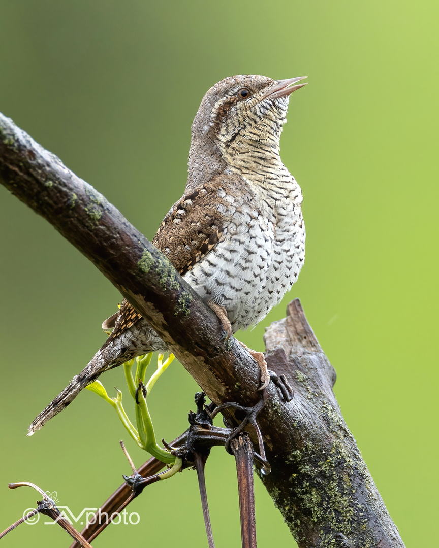 Wendehals wryneck (Jynx torquilla) 25.4.2022 Deutschland 