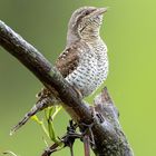 Wendehals wryneck (Jynx torquilla) 25.4.2022 Deutschland 