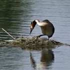 Wendehilfe - Wozu die großen Lappenfüße alles gut sind!