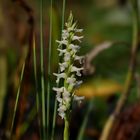 Wendelorchis (Spiranthes cernua)