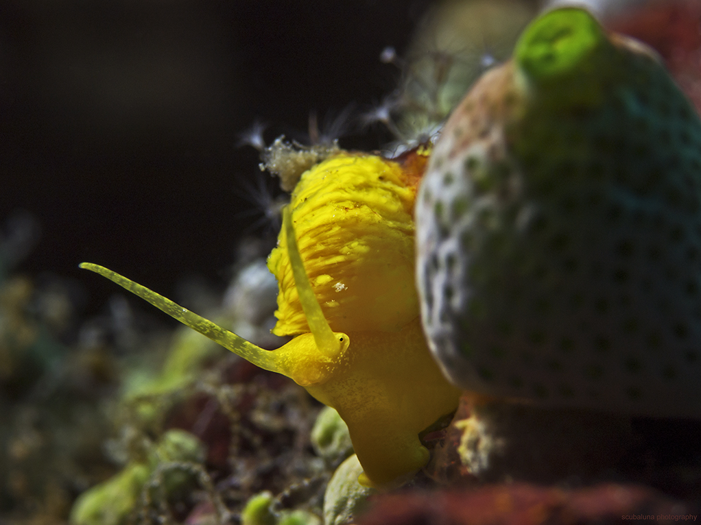 Wendeltreppenschnecke