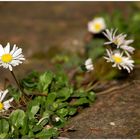 Wenig beachtet - Gänseblümchen!