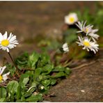 Wenig beachtet - Gänseblümchen!