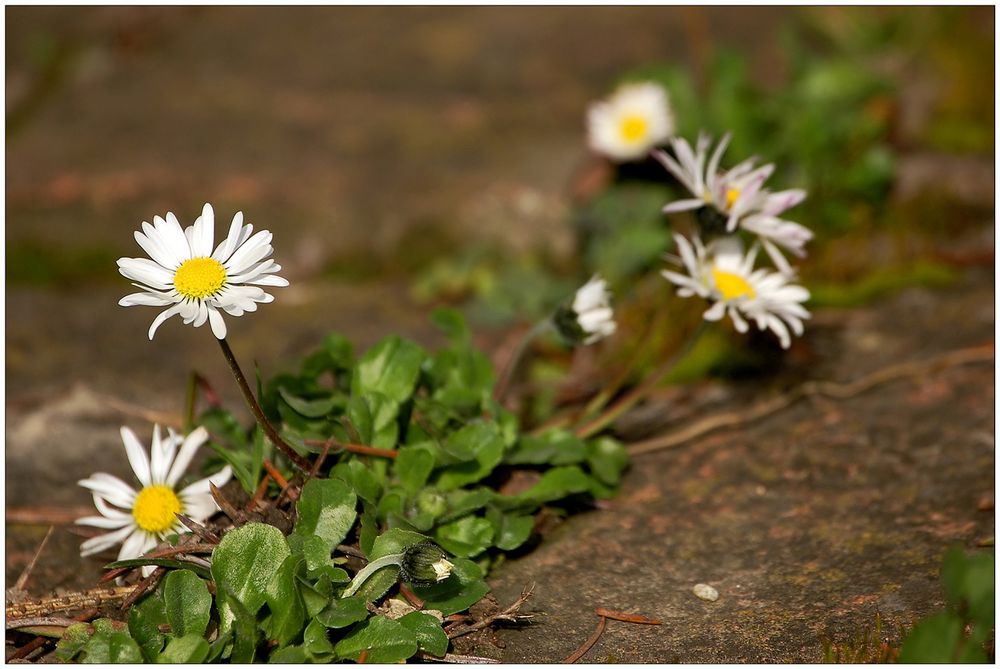 Wenig beachtet - Gänseblümchen!