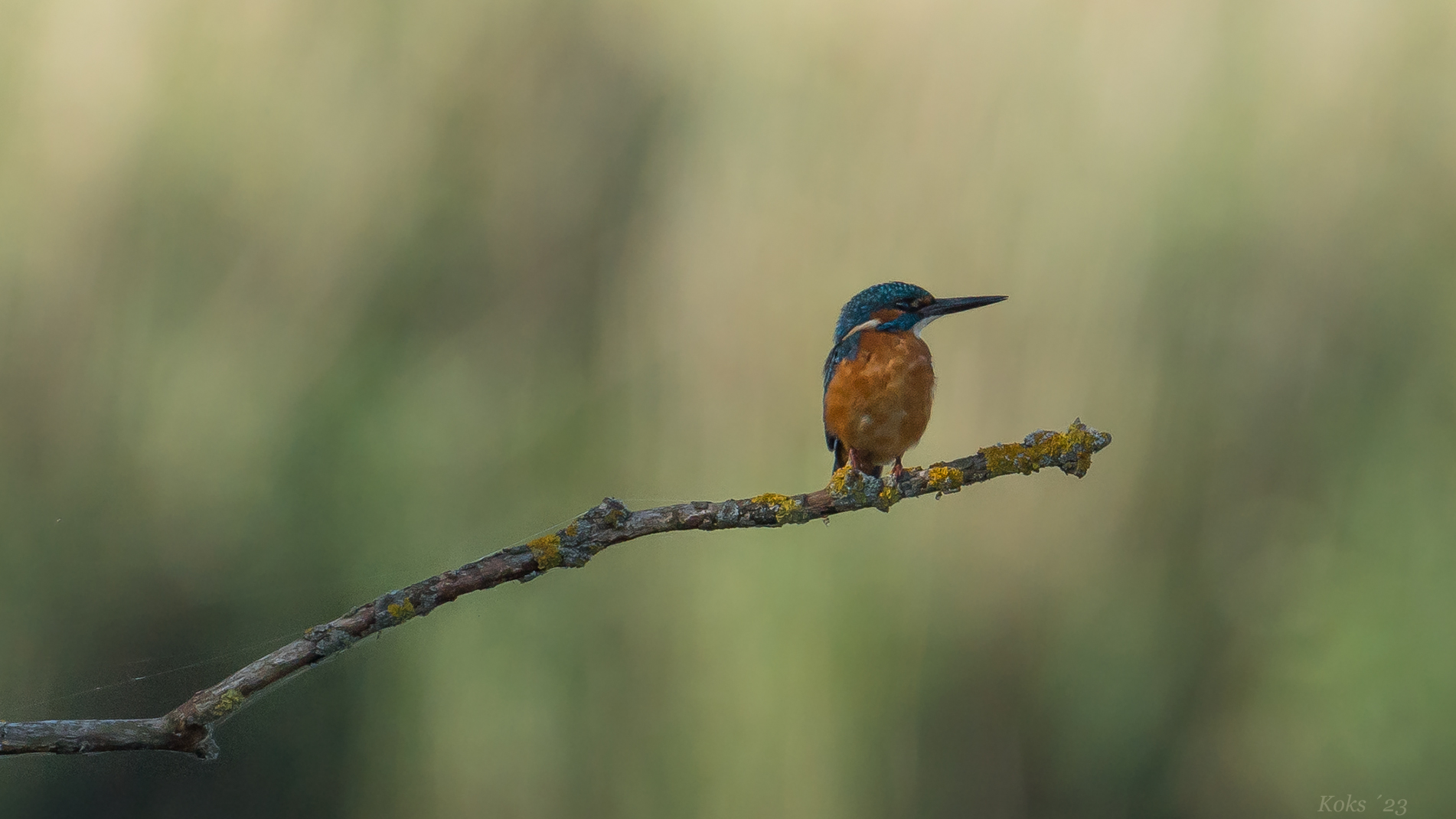 wenig Eisvogel