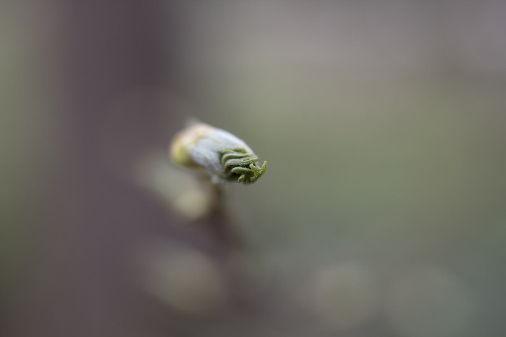 Wenig Knospe, viel Bokeh