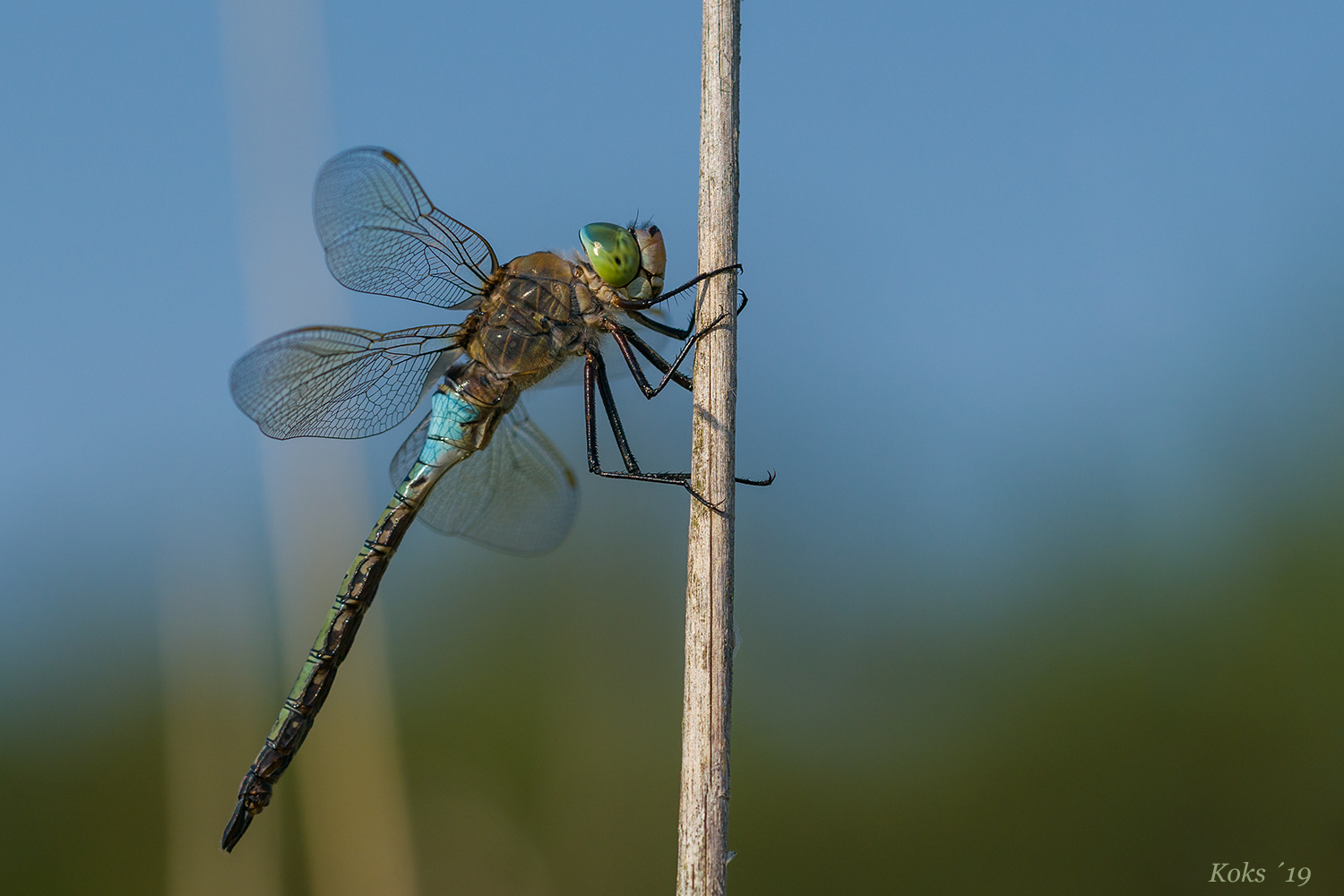 wenig königliches Blau