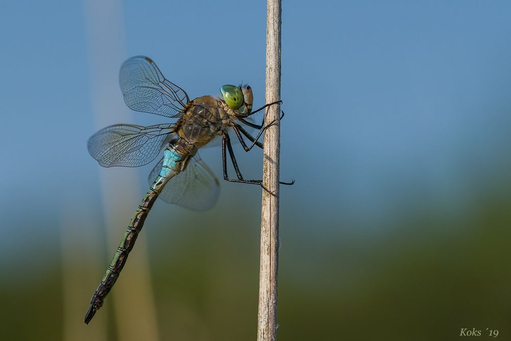 wenig königliches Blau