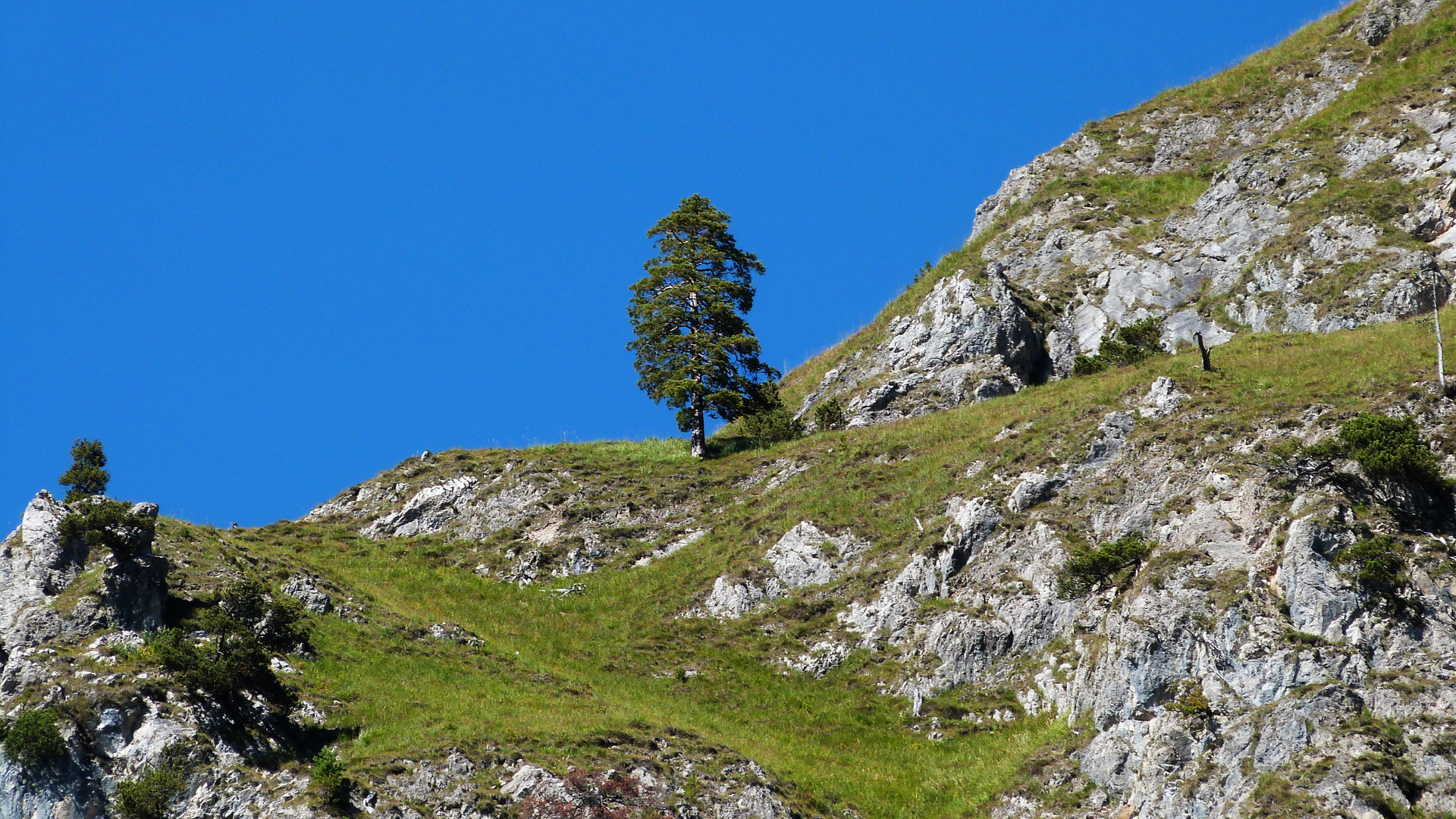 wenig Raum für Baum