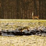 "Wenig Reh und wenig Schnee" (Gegenlichtaufnahme)