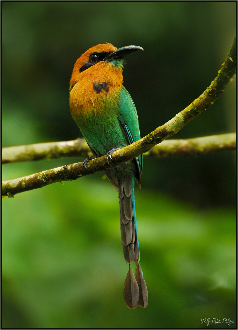 Wenig scheu und neugierig: Plattschnabelmotmot (Costa Rica)