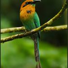 Wenig scheu und neugierig: Plattschnabelmotmot (Costa Rica)