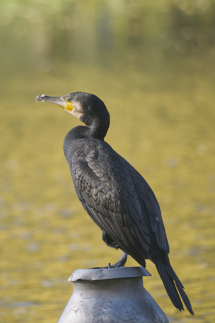 Wenig scheuer Kormoran (Phalacrocorax carbo)