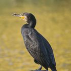 Wenig scheuer Kormoran (Phalacrocorax carbo)