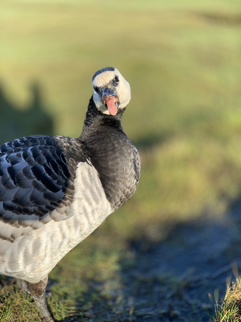 Wenig scheuer Vogel...