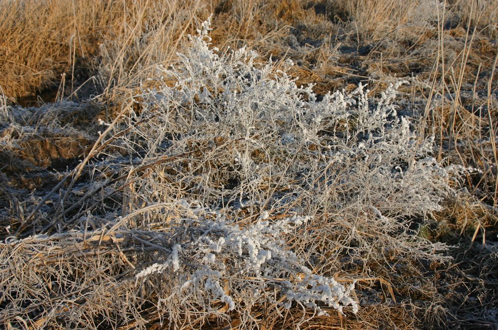 wenig Schnee, aber vom Frost kunstvoll überzogen