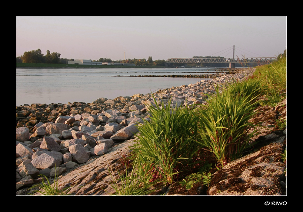 wenig Wasser im Rhein..........