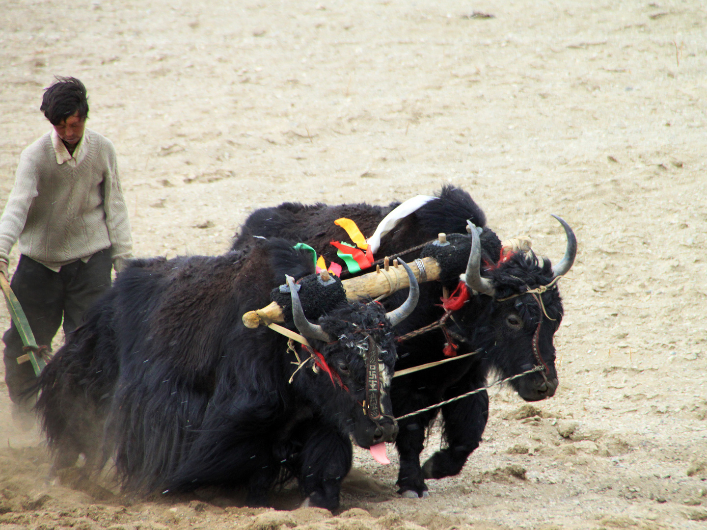 wenig zu ernten in tibet...