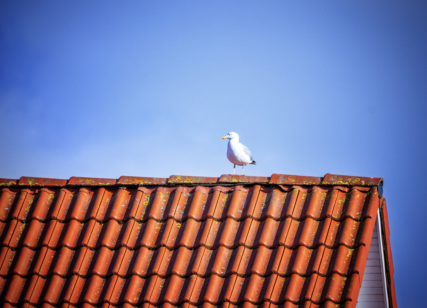 Wenig Zutaten: Möwe, Dach und Himmel- sonst nichts.