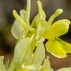 Wenigblütiges Knabenkraut (Orchis pauciflora)