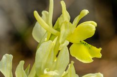 Wenigblütiges Knabenkraut (Orchis pauciflora)