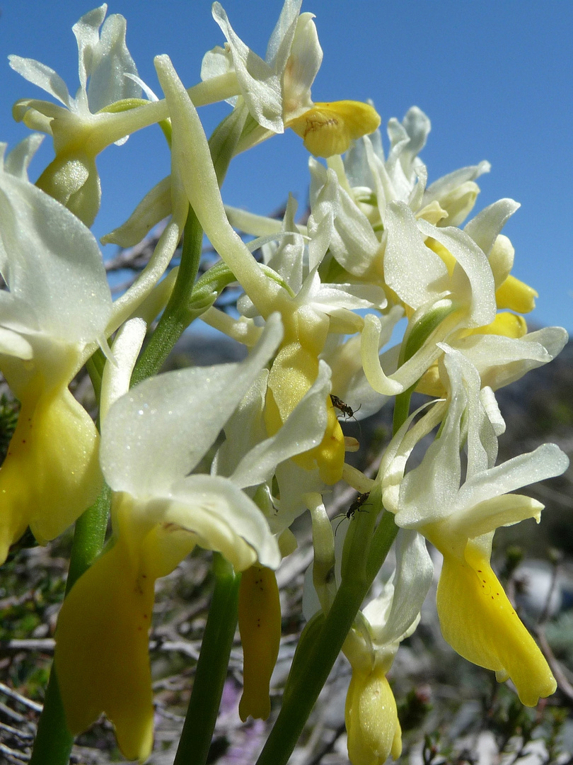 Wenigblütiges Knabenkraut (Orchis pauciflora)