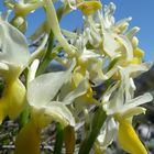 Wenigblütiges Knabenkraut (Orchis pauciflora)