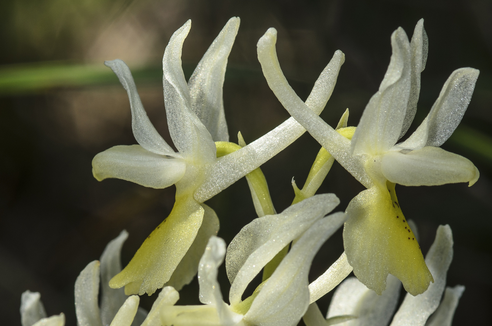 Wenigblütiges Knabenkraut (Orchis pauciflora)