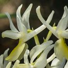 Wenigblütiges Knabenkraut (Orchis pauciflora)