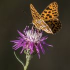 wenige Blüten, aber ausreichend