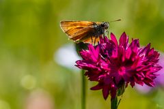 Wenige warens dieses Jahr - Schmetterling038